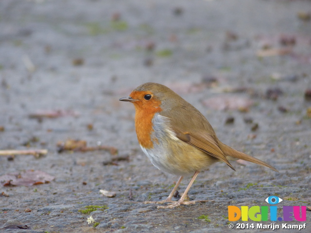 LZ00457 Robin in St Fagans open air museum